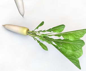 Daikon Radish 3D Model