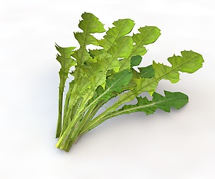 Dandelion Greens 3D Model