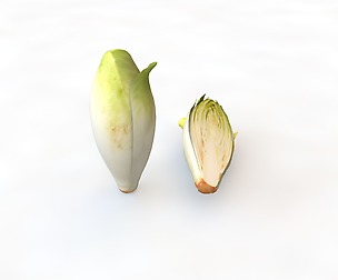 Endive 3D Model