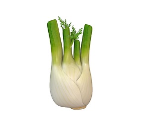 Fennel 3D Model
