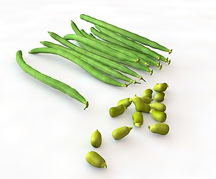 French beans 3D Model
