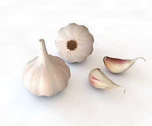 Garlic 3D Model