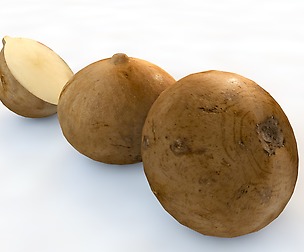 Jicama 3D model