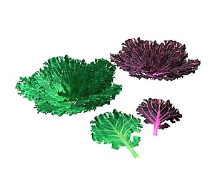 Kale 3D Model