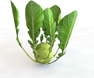 Kohlrabi 3D Model