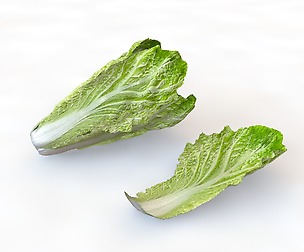 Lettuce 3D Model