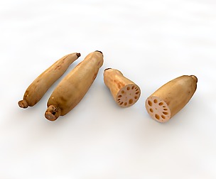Lotus Root 3D Model