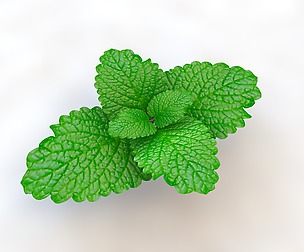 Mint 3D Model