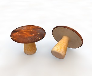 Mushrooms brown 3D Model