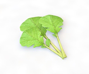Mustard Greens 3D Model