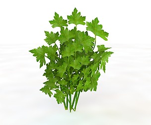 Parsley 3D Model