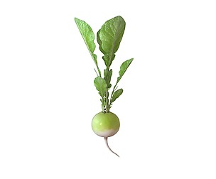 Radish Green 3D Model