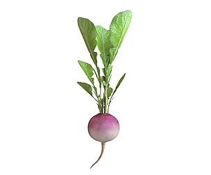Radish Pink 3D Model