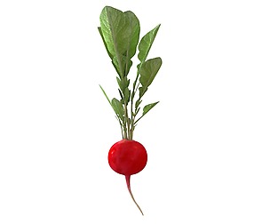 Radish Red 3D Model