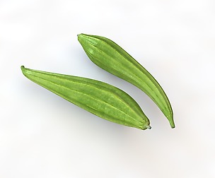 Ridge Gourd 3D Model