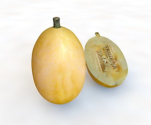 Spaghetti Squash 3D Model