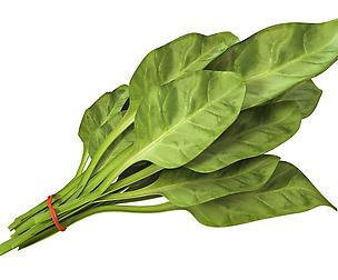 Spinach 3D Model
