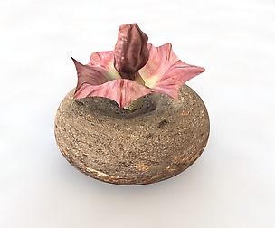 Yam _ Elephant’s Foot 3D Model