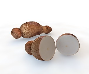 Yucca Root 3D Model