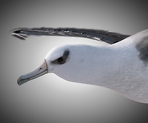 Albatross 3D Model