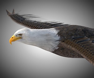 Bald Eagle 3D Model
