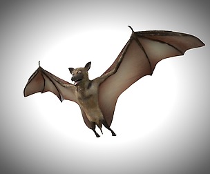 Bat 3D Model