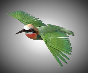 Bee Eater 3D model