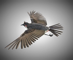 Bulbul 3D Model
