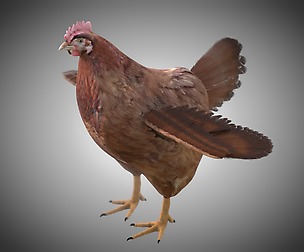 Chicken 3D Model