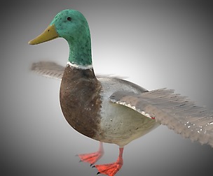 Duck 3D Model
