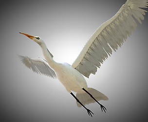 Egret 3D Model