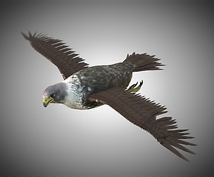 Falcon 3D Model