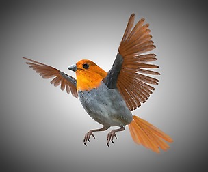 Finch 3D Model