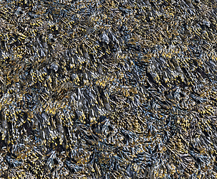 Seaweed textures PBR