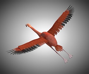 Flamingo 3D Model