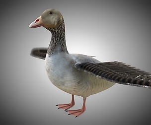 Goose PBR 3D Model