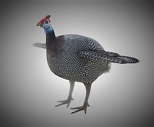 Guineafowl 3D Model