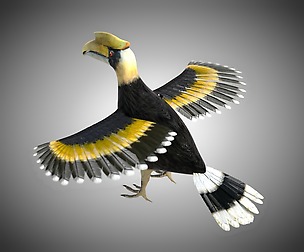 Hornbill 3D Model