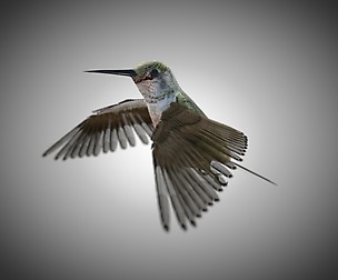 Humming 3D Model