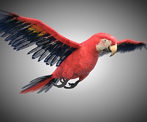 Macaw 3D Model