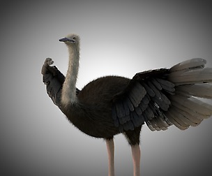 Ostrich 3D Model