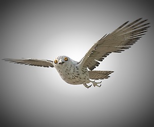 Owl 3D Model