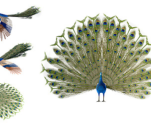 Peacock 3D Model