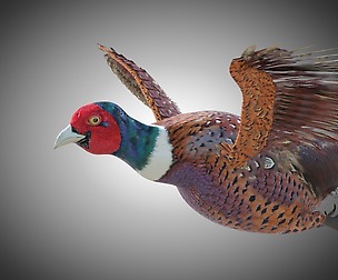 Pheasant 3D Model