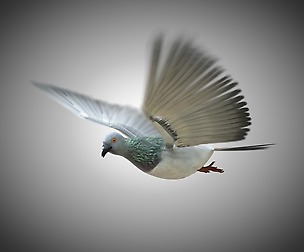 Pigeon 3D Model