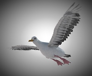 Seagull 3D Model