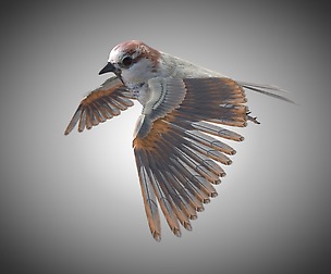 Sparrow 3D Model