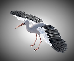Stork 3D Model