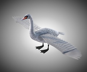Swan 3D Model