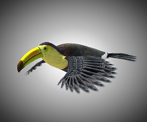 Toucan 3D Model